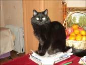 ПЕСНЯ МУДРОГО КОТА