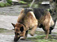 Московским собакам запретили гулять без намордников