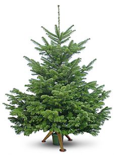 В Феодосии можно взять елку напрокат