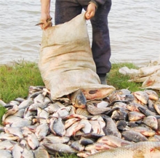 � ���������� ������� ����������� �������� �� �������