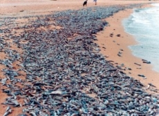 � ������� ������������ �������� ����� ����