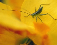 Канадские палеонтологи выявили неизвестные виды древней фауны