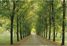 В центре Луцка уничтожили старинный сквер