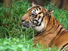 Киевский зоопарк проверят европейские специалисты