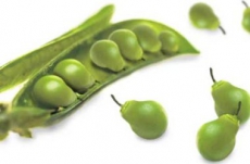 Украину обрекают на ГМО