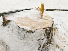 Дело о вырубке сквера на Дарнице необходимо ускорить