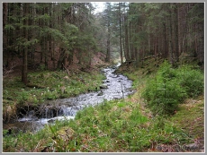 В этом году Буковинские леса были защищены от пожаров