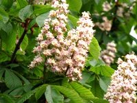 В Киеве появится аллея именных каштанов