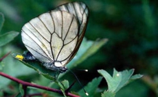 В Черкасской области карантин из-за белой бабочки