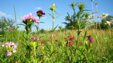 Каждое пятое растение на грани вымирания
