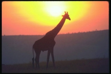 В Киеве зажгли свечи к Всемирному дню защиты животных