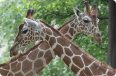 Киевский зоопарк – один из худших в мире