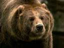 Бурая медведица содержится в неволе в ужасных условиях