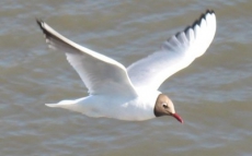 Партия Зеленых Украины поддерживает создание Красной книги Донецкой области