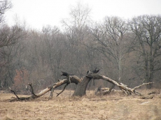 Жуков остров варварски уничтожают