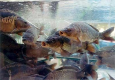 Киевское море заселили карпом и тостолобиком