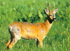 У ООН есть план защиты животных и растений планеты