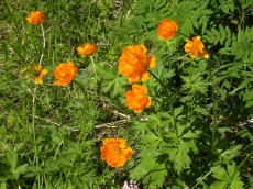 В Луганской области появятся новые заповедники