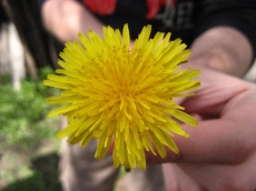 В Мариуполе зацвели одуванчики, а в Донецке – розы