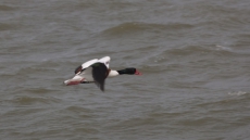 Для оздоровления озера Сасик нужно 40 млн грн.