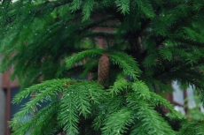 На Кировоградщине засадили лесами 263 гектара