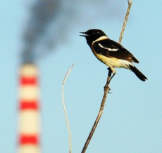 На Глобинщине уничтожают окружающую среду и игнорируют журналистов