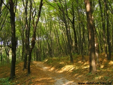 В «Феофании» побили защитников леса