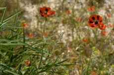 Как в Украине упраздняют заповедники
