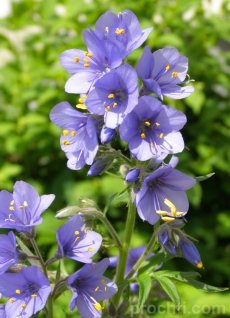 Ученые составили полный каталог растений Земли