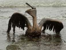 Были названы причины аварии в Мексиканском заливе