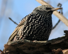 В Турции зафиксирована массовая гибель птиц