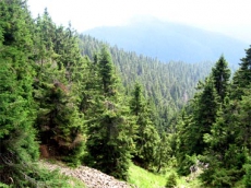 Заповедный фонд Закарпатья занимает 4 место в Украине