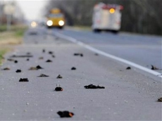 Массовая гибель птиц зафиксирована в Китае