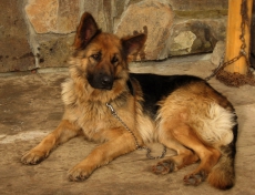 2011 год будет Всемирным годом ветеринарной медицины