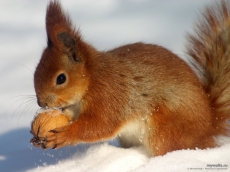 Глобальное потепление провоцирует появление гибридов животных