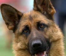 На тротуарах в страшных муках массово умирают собаки