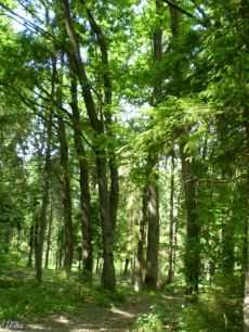 Лесники для отчетности захватывают землю