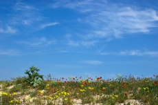 На Кировоградщине уничтожают государственный заповедник