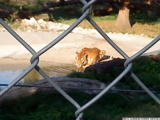 Киевский зоопарк – один из худших в мире
