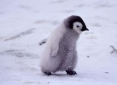 Численность пингвинов в Антарктиде быстро уменьшается