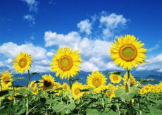 3-я суббота апреля – Всеукраинский день окружающей среды