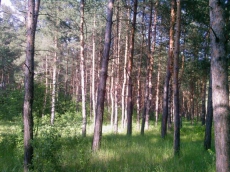 В девственном лесу Конча-Заспы уничтожают деревья