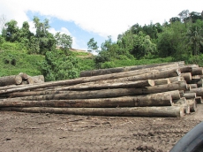 Возбуждено дело по факту незаконной вырубки лесонасаждений