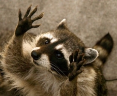 Приняты изменения к Закону «О животном мире»