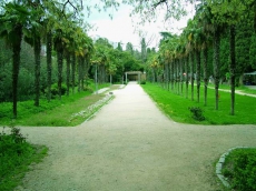 Киев на деревьях утратил 3 млн. гривень