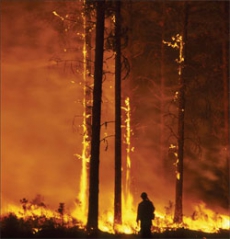 В России горит 45 тысяч гектаров леса