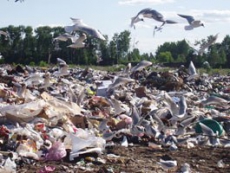 В устье речки Лыбидь - незаконная свалка