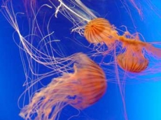 Нашествие медуз остановило работу шотландской АЭС