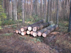 Леса Украины берут на электронный учет