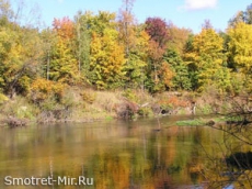 Что думает бизнес о лесном хозяйстве Украины